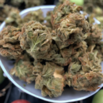 Sour Kush: A Popular Cannabis Strain Explained
