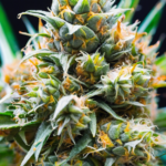 Canton Ohio Dispensary: Your Guide to Medical Marijuana
